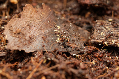 Gule springhaler (Ceratophysella ella "yellow")