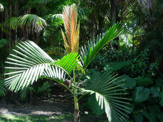 Ung plante af Houailou Rødbladet Palme (Chambeyronia houailouensis)