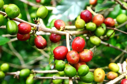 Frugterne fra Dværg kaffetræet (Coffea arabica "Caturra")