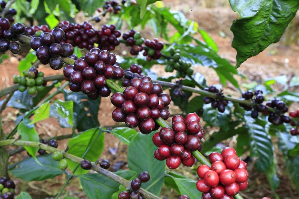 Frugter (kaffebønner) fra Højlands Kaffetræet (Coffea arabica "Himalaya")