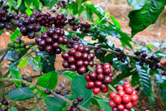 Frugter (kaffebønner) fra Højlands Kaffetræet (Coffea arabica "Himalaya")