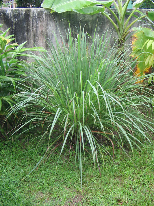 Flot eksemplar af Citrongræs (Cymbopogon citratus) i en have