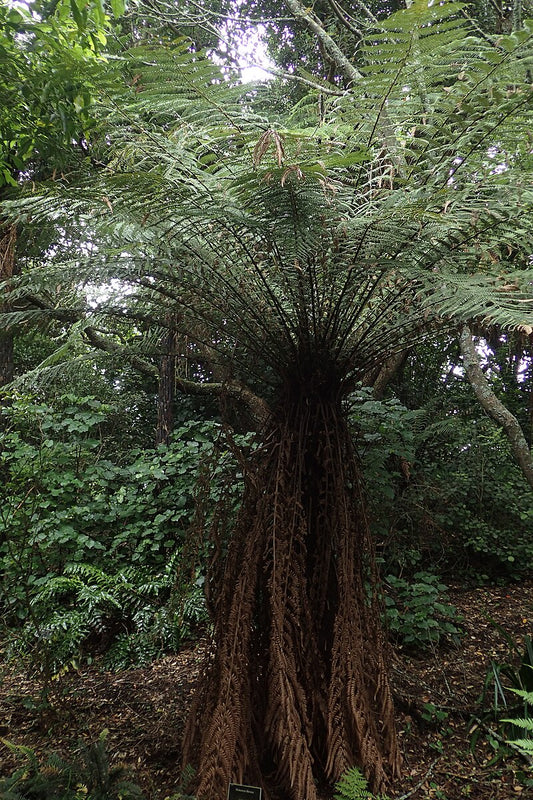 Gylden træbregne (Dicksonia fibrosa)