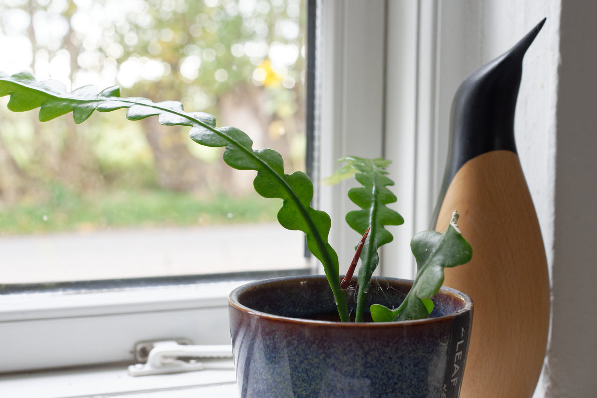 Lille Fiskebenskaktus (Disocactus anguliger) i en vindueskarm