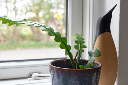 Lille Fiskebenskaktus (Disocactus anguliger) i en vindueskarm