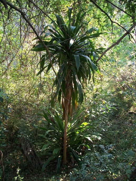 Sydafrikansk drageplante (Dracaena aletriformis)