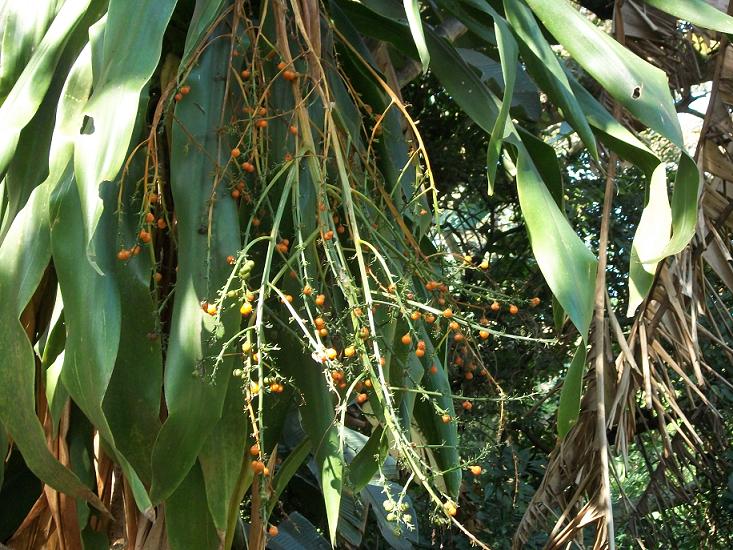 Frugter på Sydafrikansk drageplante (Dracaena aletriformis)