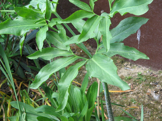 Slangelilje (Dracunculus vulgaris) blade