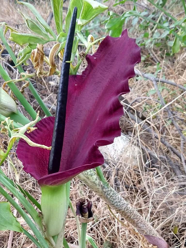 Ormlilja (Dracunculus vulgaris) | växter