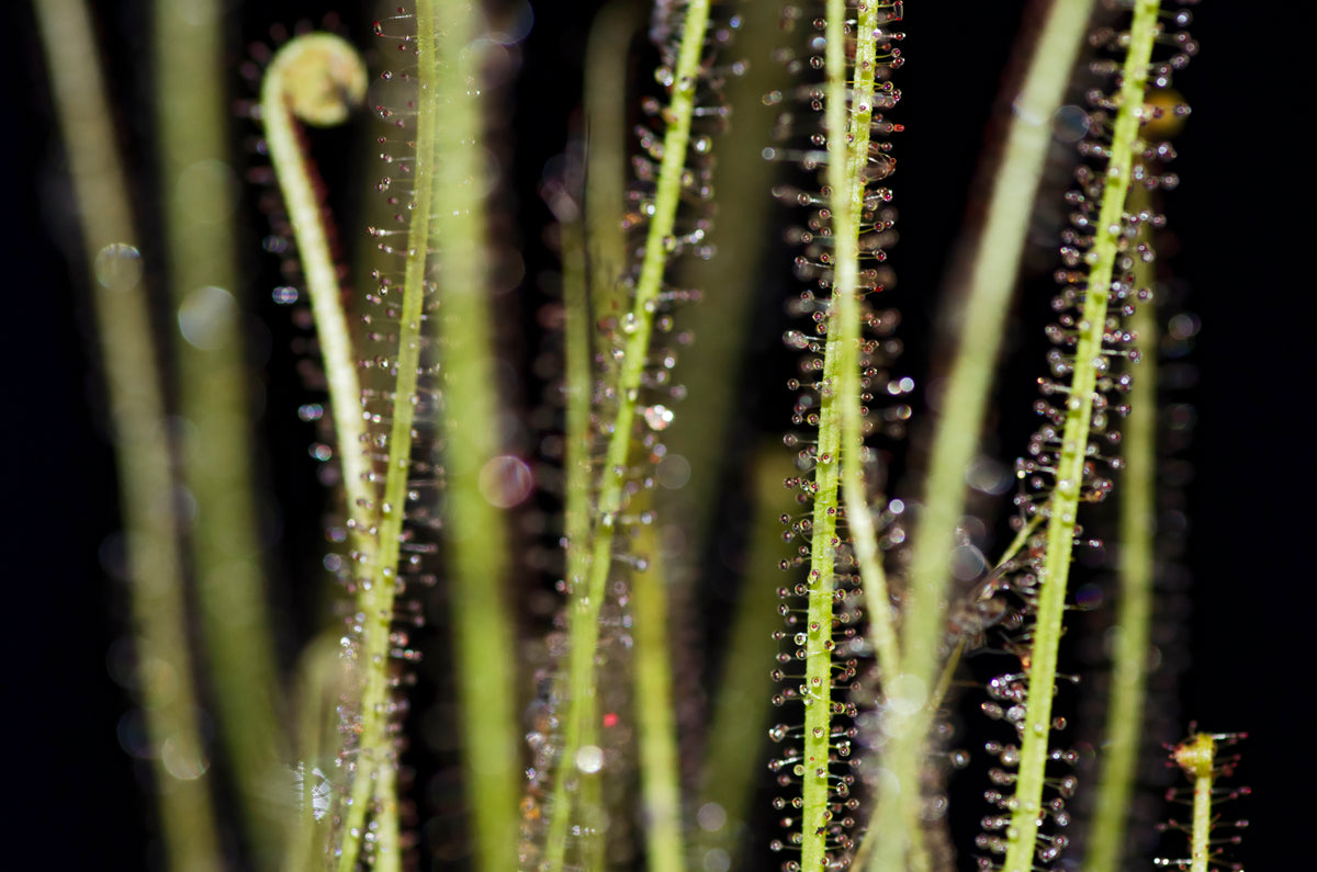 Nærbillede af Trådbladet Soldug (Drosera filiformis)