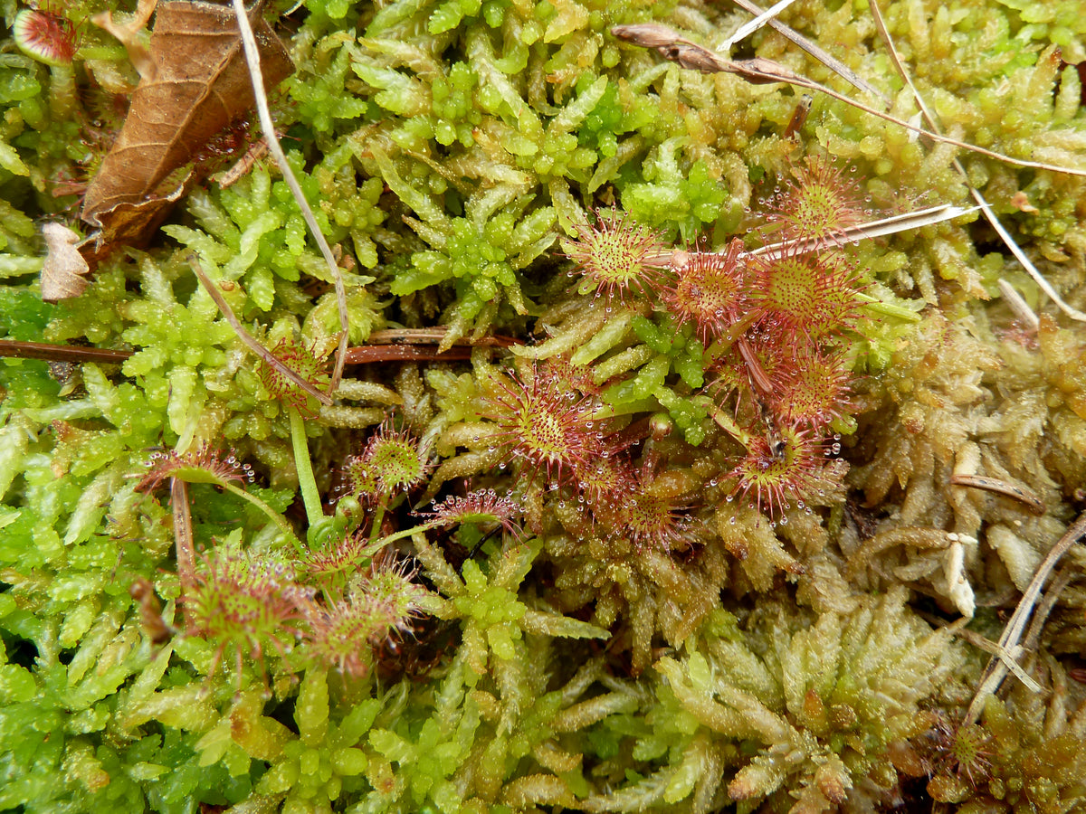 Rundbladet soldug (Drosera rotundifolia), der vokser i levende sphagnum
