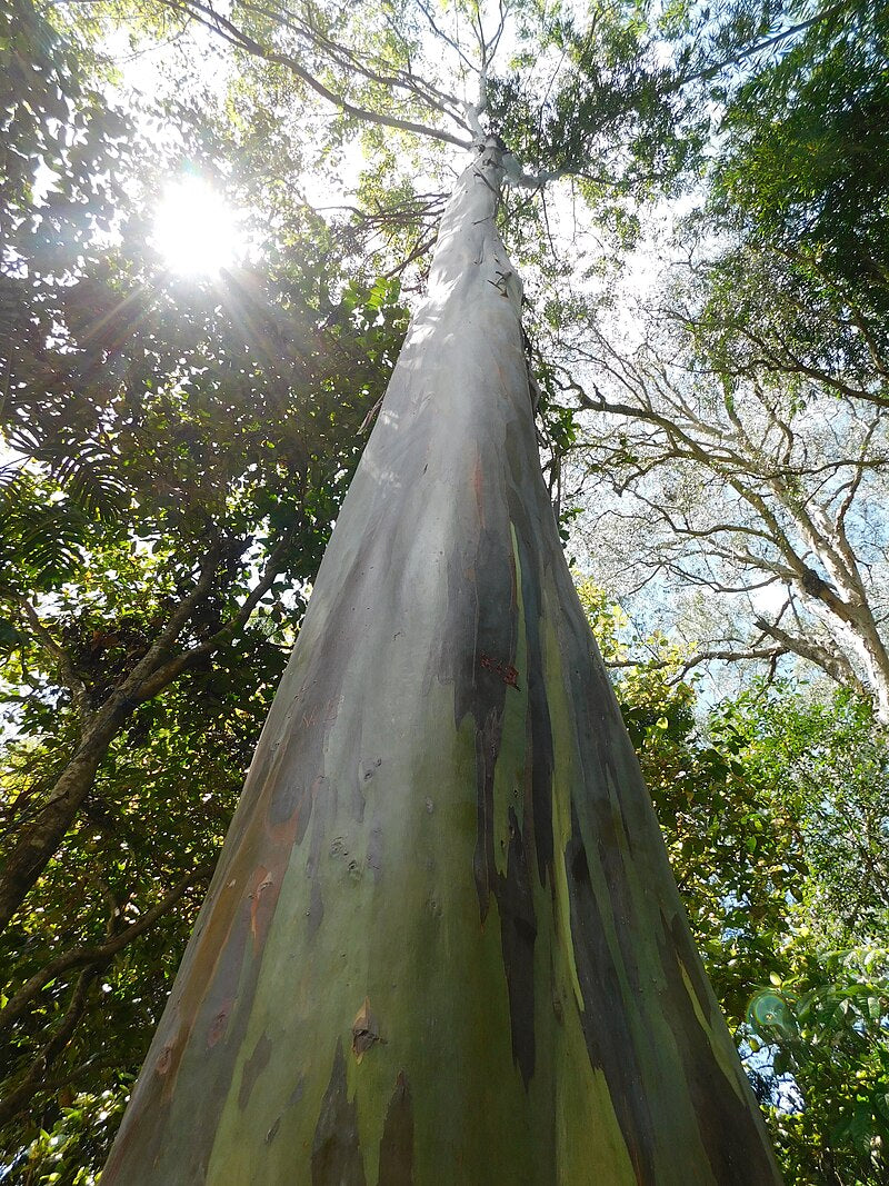 Et kig op ad stammen på Regnbue-eukalyptus (Eucalyptus deglupta)