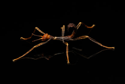 De sorte og røde nymfer af den vandrende rosengren (Extatosoma tiaratum)