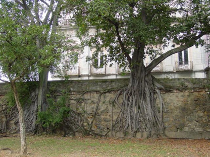 Andes-figen (Ficus americana subsp. andicola) der vokser på en mur