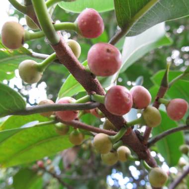 Frugterne af Andes-figen (Ficus americana subsp. andicola)
