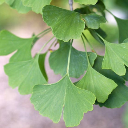 De karakteristiske hjerteformede blade fra Tempeltræet (Ginkgo biloba)
