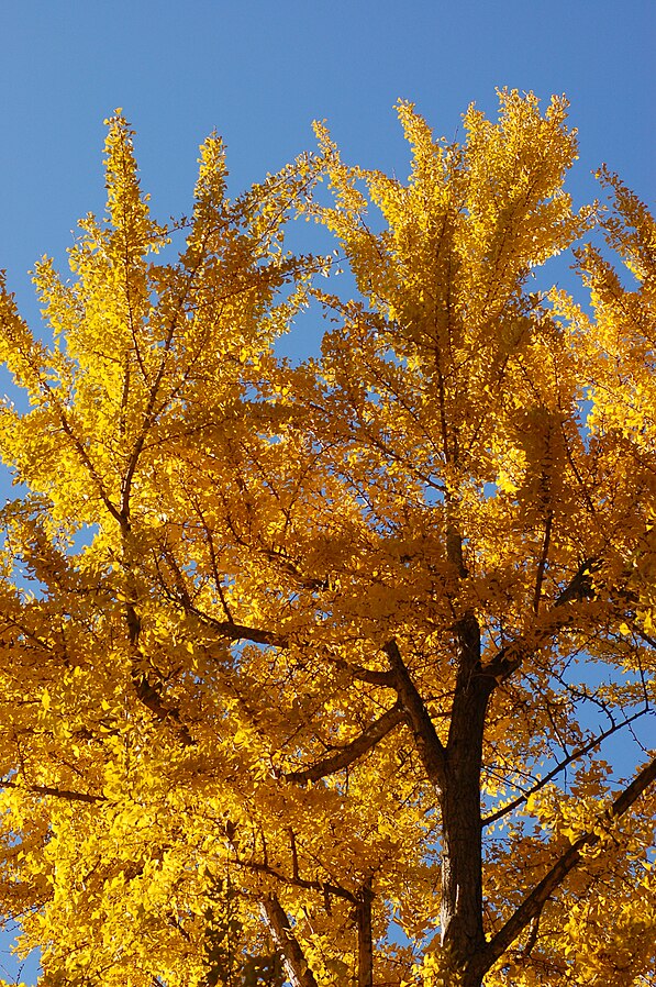 Den fantastisk smukke orange efterårsfarve hos Tempeltræ (Ginkgo biloba)