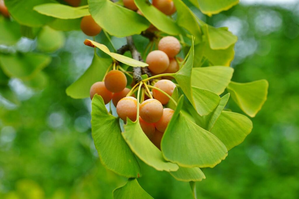Tempeltræ (Ginkgo biloba) med orange frugter