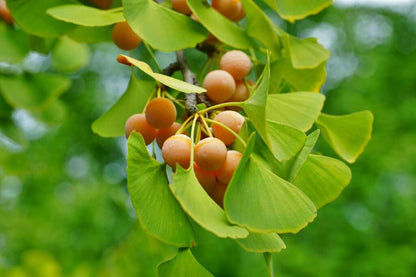 Tempeltræ (Ginkgo biloba) med orange frugter