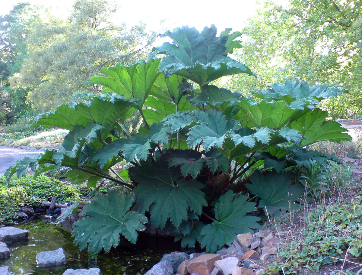 De store blade af Kæmpe mammutblad (Gunnera manicata)