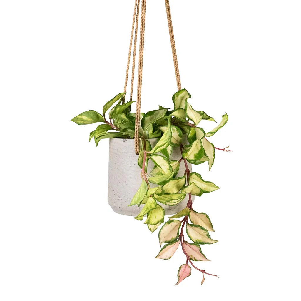 Flot hoya plante i en hængende potte