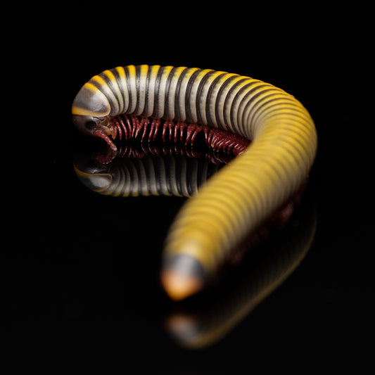Humlebi tusindben (Anadenobolus monilicornis)