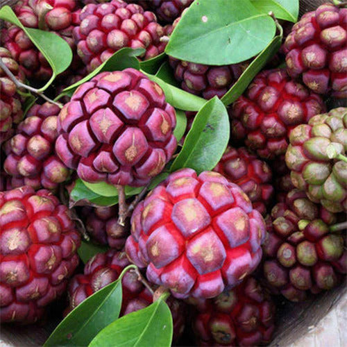 De smukke og særprægede frugter af Kadsura (Kadsura coccinea "Purple")
