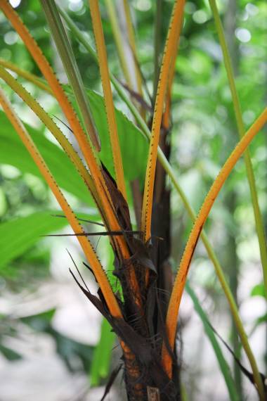 De orange bladskeder hos Gylden licuala palme (Licuala aurantiaca)