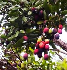 Frugterne af Vild mango (Mangifera griffithii)