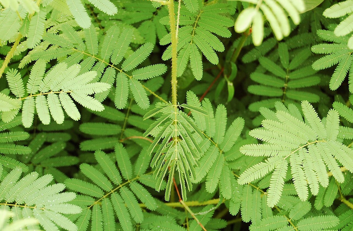 De delikate grønne blade hos Kæmpe rør-mig-ej (Mimosa diplotricha)