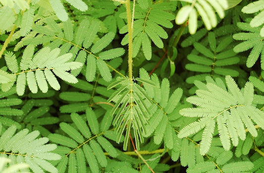 De delikate grønne blade hos Kæmpe rør-mig-ej (Mimosa diplotricha)