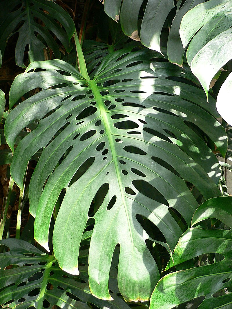 Det store, fligede og karakteristiske blad af Fingerfilodendron (Monstera deliciosa)