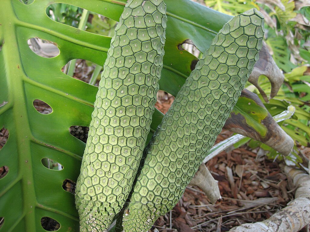Fingerfilodendron (Monstera deliciosa) frugt