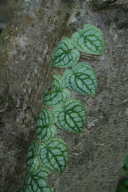 Monstera (Monstera dubia) der vokser op ad en stamme