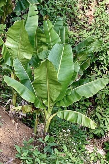 Et par flotte planter af Himalaya banan (Musa sikkimensis "Manipur Massive")