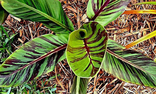 Prydbanan (Musa sikkimensis "red tiger") set fra oven