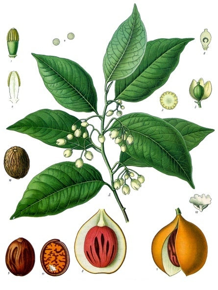 Botanisk tegning af Muskatnøddetræ (Myristica fragrans) 