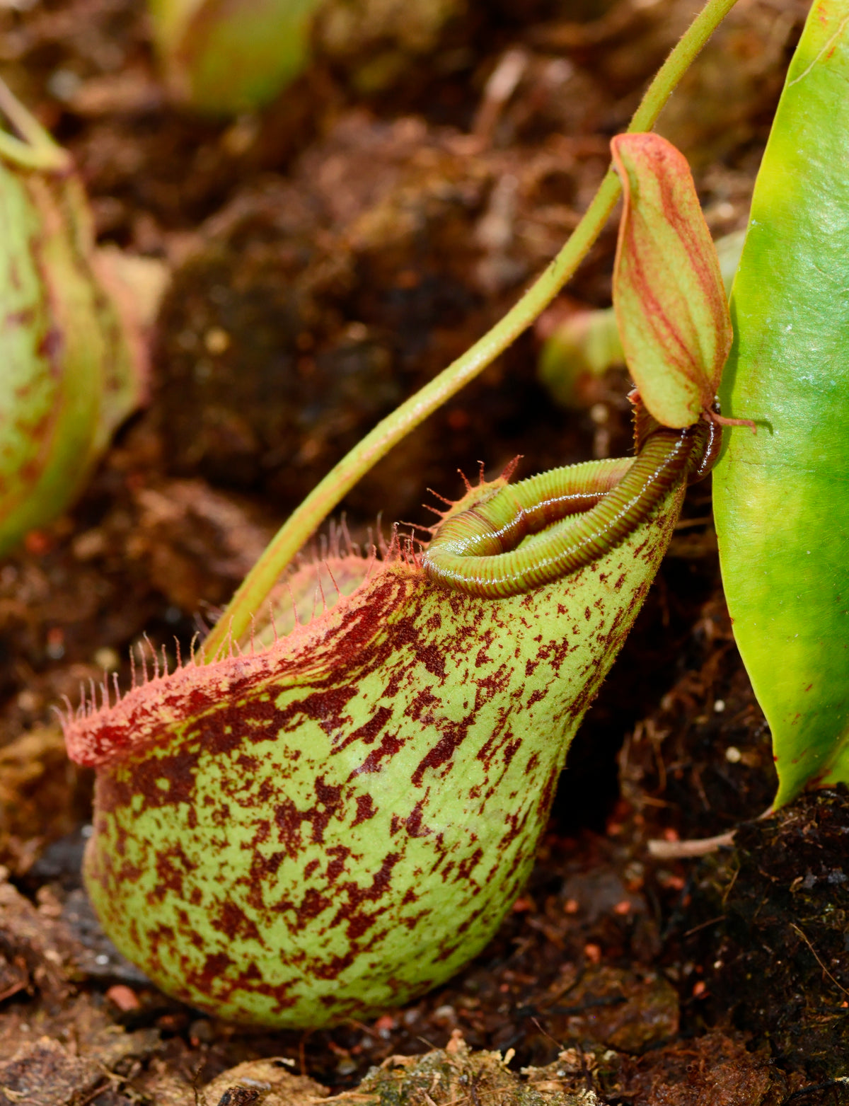 Nedre kande af Nepenthes (Nepenthes mirabilis)