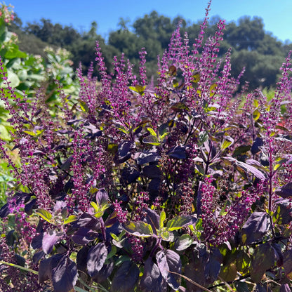Den smukke Ocimum tenuiflorum (Krishna Tulsi) i blomst