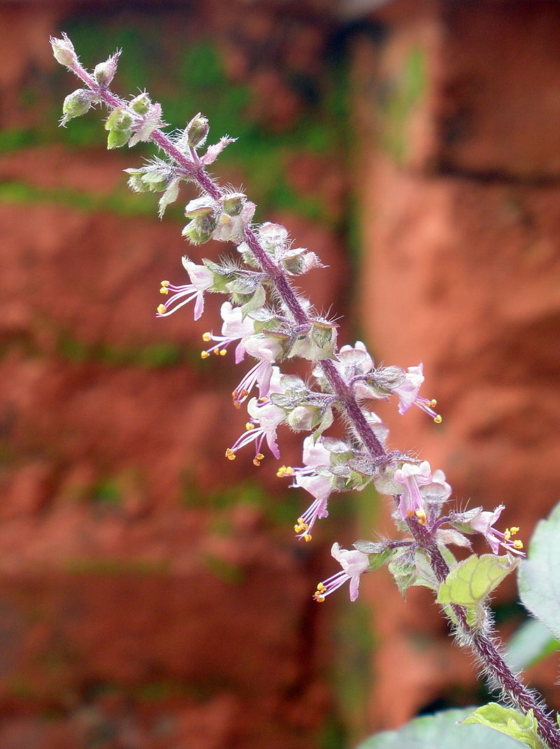 Blomsten af Hellig Thai Basilikum (Ocimum tenuiflorum)