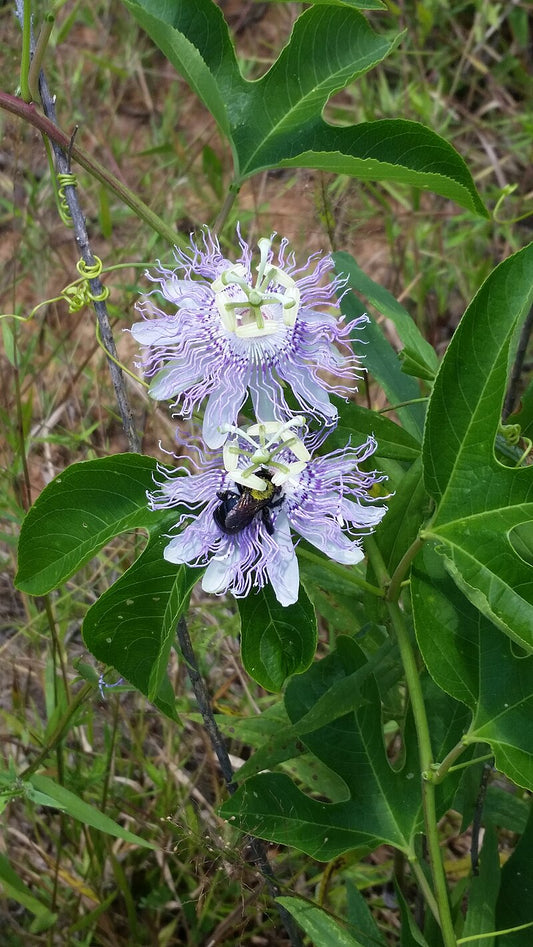 2 lyslilla blomster af Majpop (Passiflora incarnata)