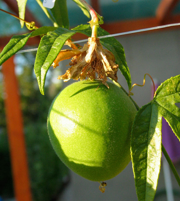 Den grønne runde frugt fra Majpop (Passiflora incarnata) hængende fra en plante