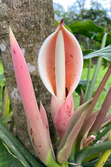 Den smukke lyserøde blomst af Fliget Philodendron (Philodendron angustilobum)