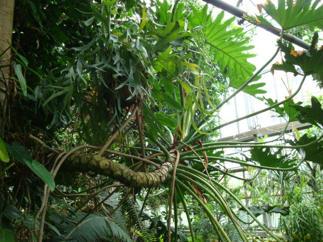 Stor flot Træfilodendron (Philodendron bipinnatifidum) 