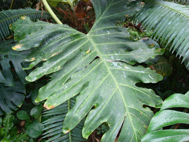 Bladet af en Træfilodendron (Philodendron bipinnatifidum) 