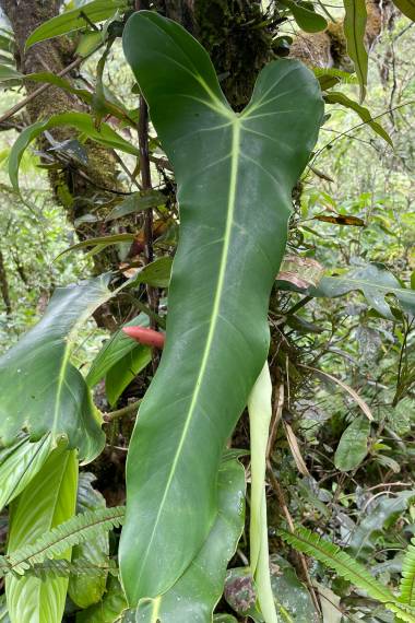 Stort flot blad af Klatre Philodendron (Philodendron hebetatum)