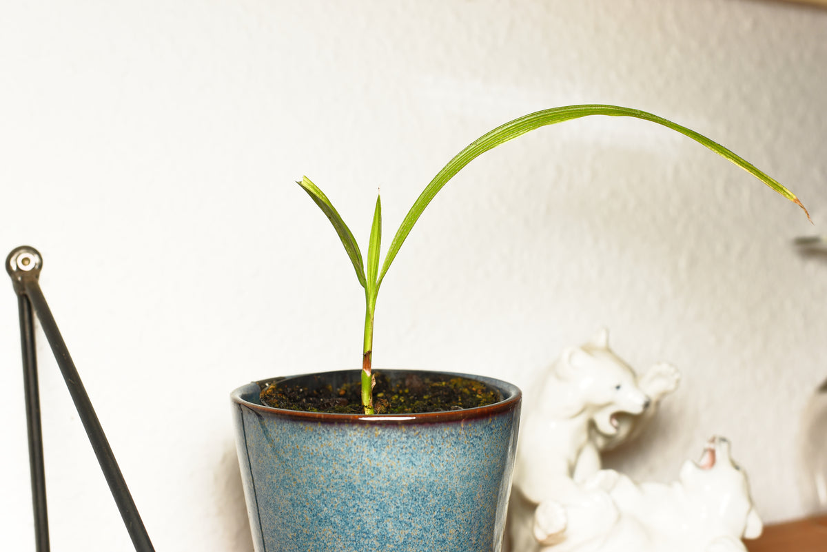 Frøplante af Fønikspalme (Phoenix canariensis)