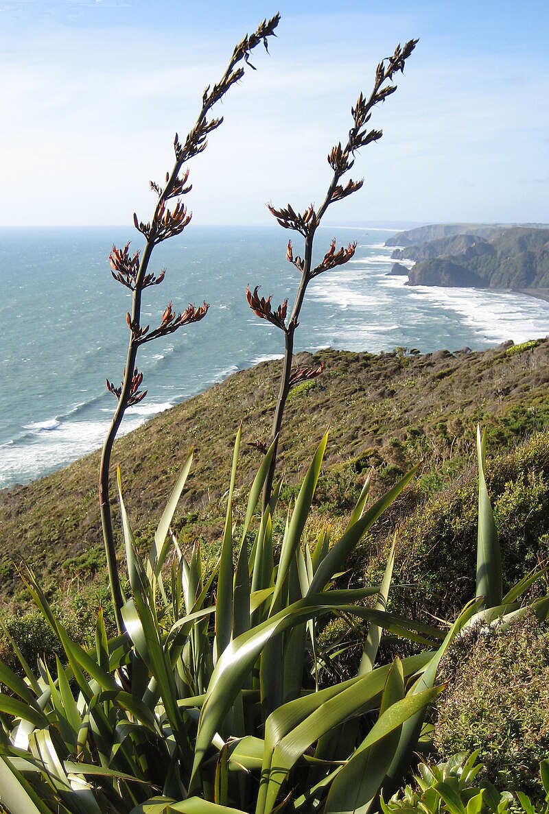 Blomstrende New Zealandsk hør (Phormium tenax)