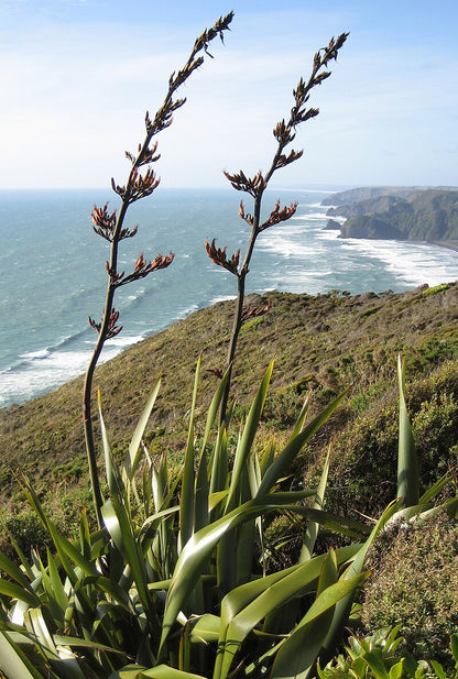 Blomstrende New Zealandsk hør (Phormium tenax)