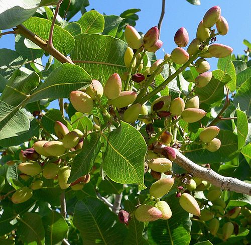 Træ med friske frugter af Ægte pistacienød (Pistacia vera)